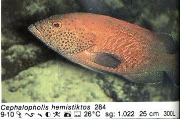 Cephalopholis hemistiktos